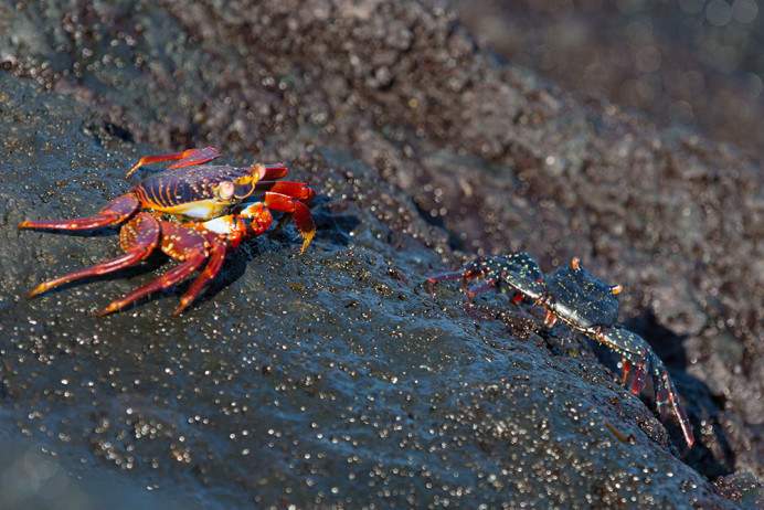 StealthyCrab_1D X7147