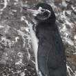 GalPenguin_1D X7796