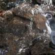 PenguinCrab_1D X7957