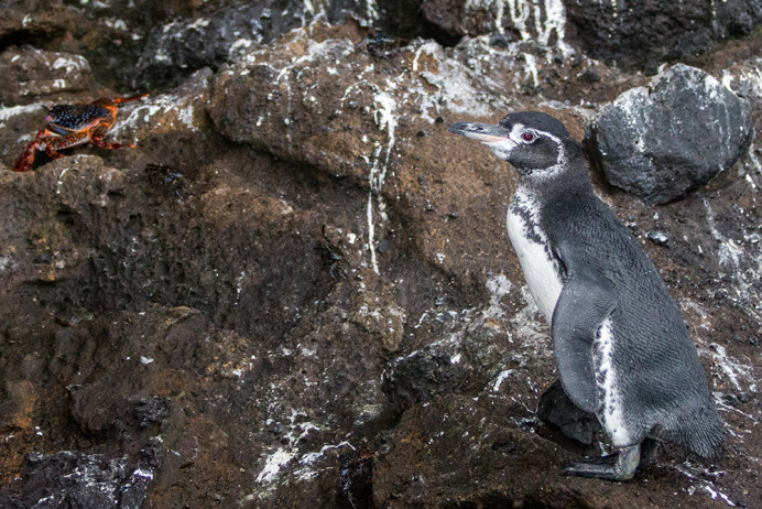 PenguinCrab_1D X7957