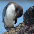 PenguinImmPreening_1D X8703