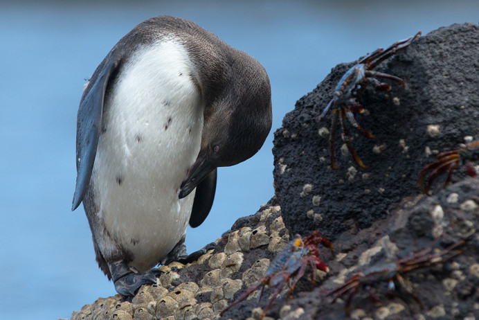 PenguinImmPreening_1D X8703