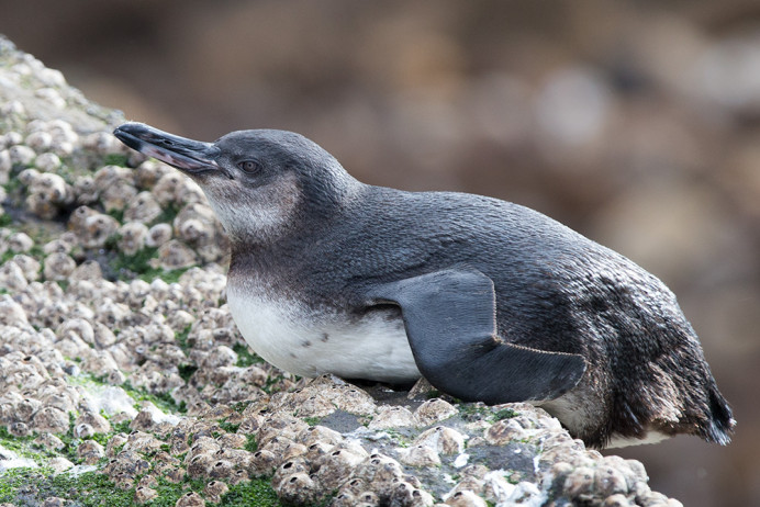 PenguinImmSiesta_1D X8654