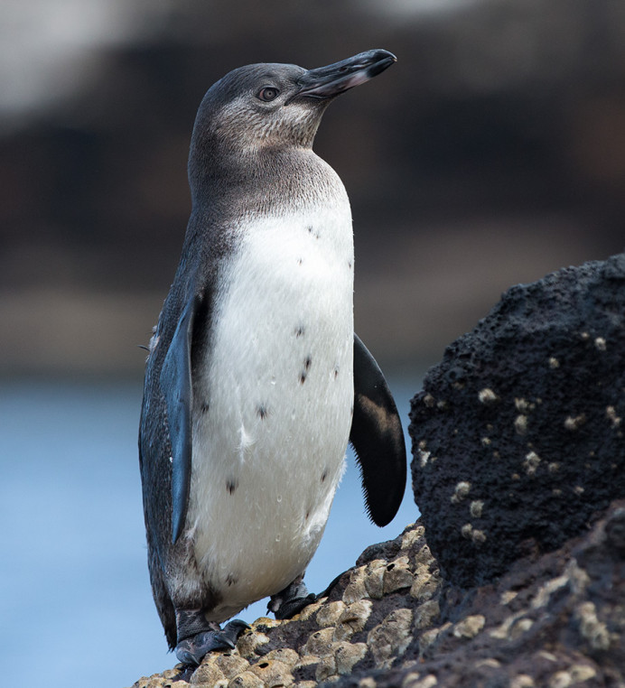 PenguinImm_1D X8709_1000