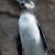 Galapagos Penguins