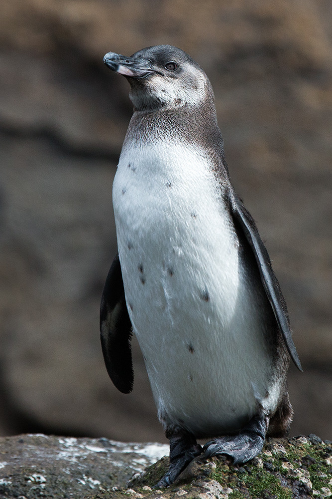 PenguinKingOfTheRock_1D X8627