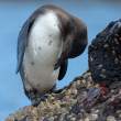 PenguinPreening_1D X8703