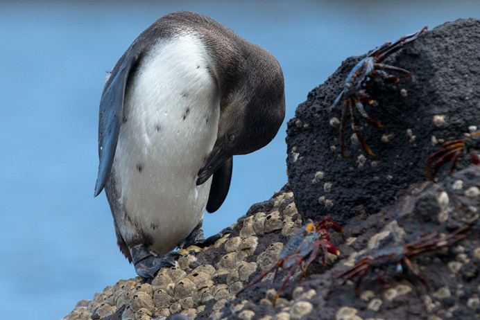 PenguinPreening_1D X8703