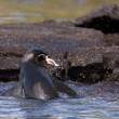 PenguinWithFish_1D X7231
