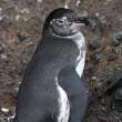 Penguin_1D X7715
