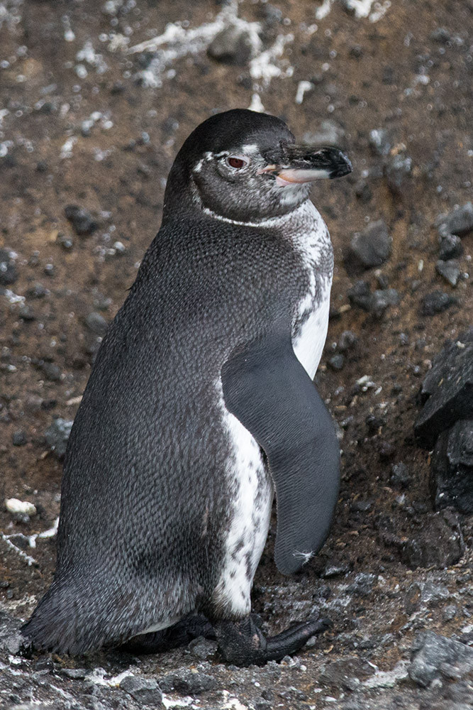 Penguin_1D X7715