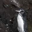 Penguin_1D X7945