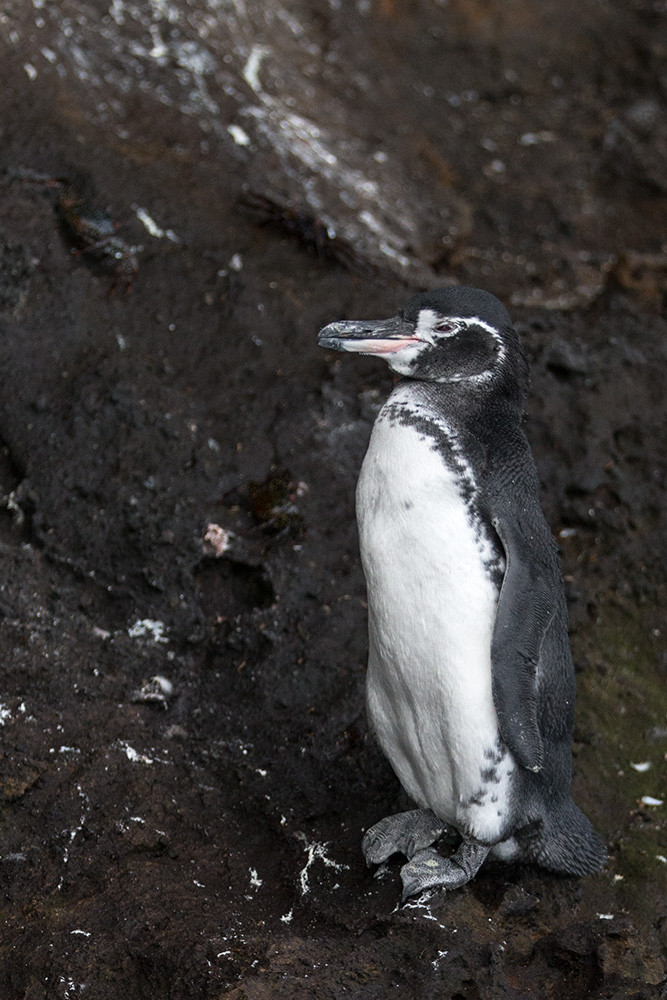 Penguin_1D X7945