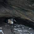 Penguin_Cave_1D X7546