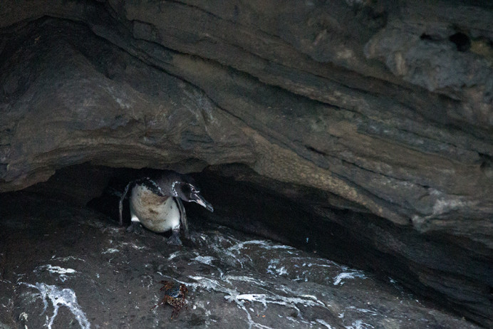 Penguin_Cave_1D X7546