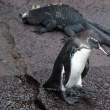 Penguin_Iguana_1D X7543