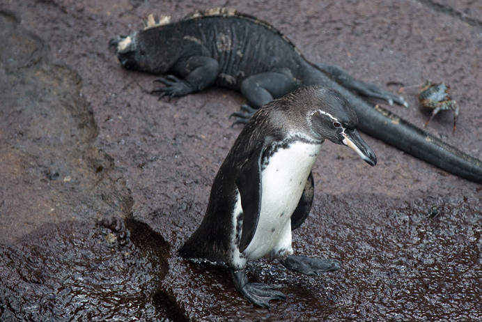 Penguin_Iguana_1D X7543