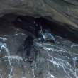 Penguin_comingHome_1D X7557