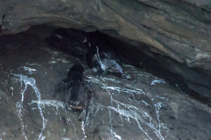 Penguin_comingHome_1D X7557