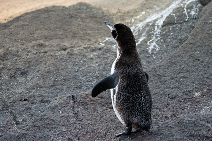 Penguin_dry_1D X7493