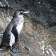 Penguin_wet_1D X7523