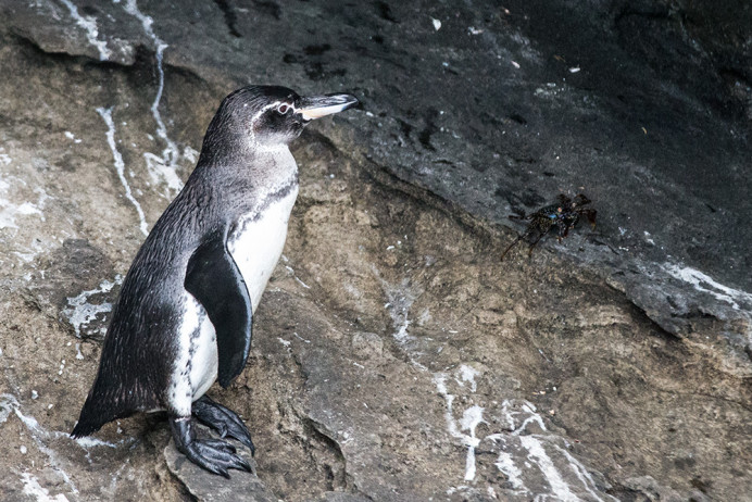 Penguin_wet_1D X7523