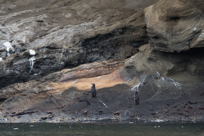 Penguins_distant_1D X7475