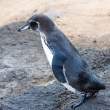 PoisedPenguin_1D X7575