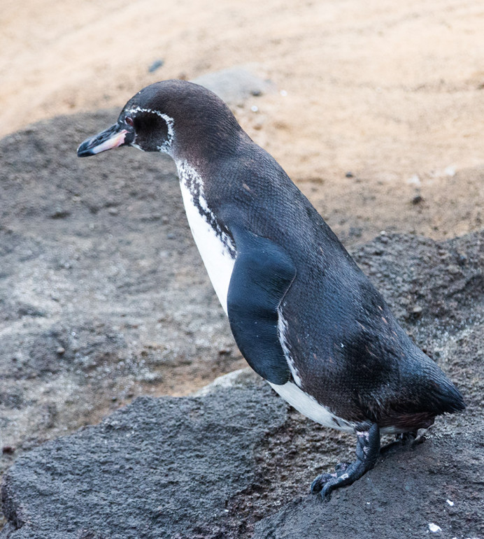 PoisedPenguin_1D X7575