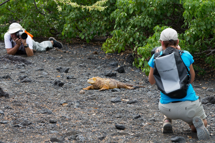 IguanaPhotographers_1D X8259
