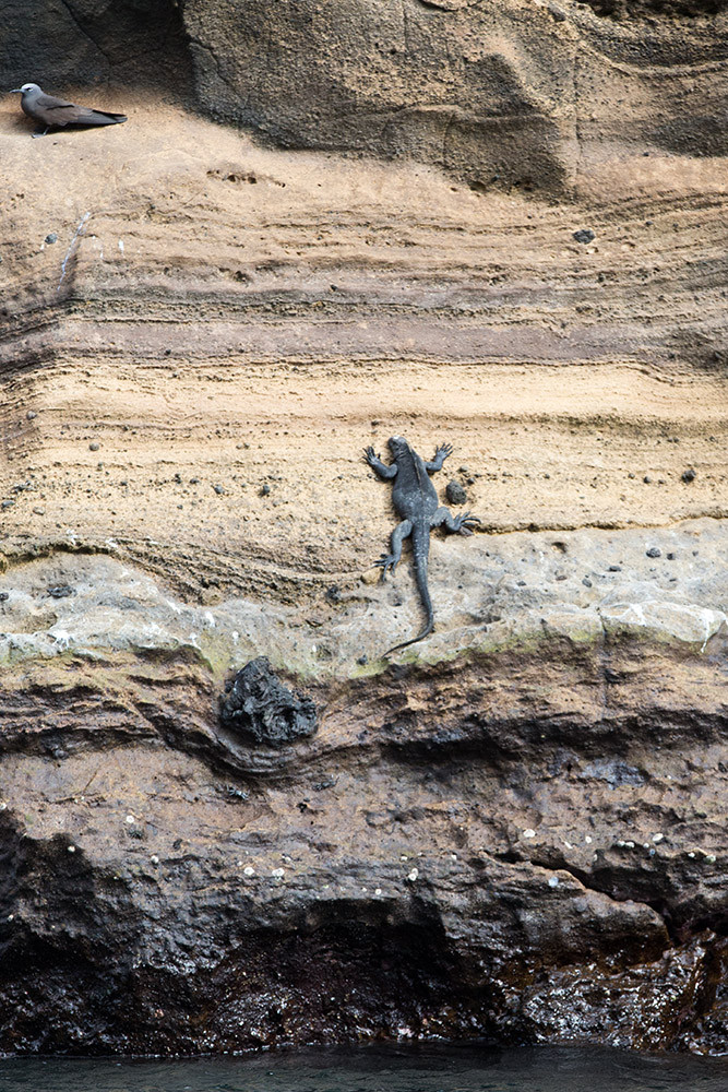 Climb_orFly_1D X8667