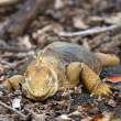 LandIguana_1D X8211