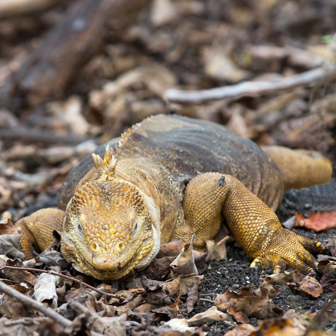 LandIguana_1D X8211