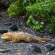 LandIguana_1D X8220