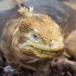 LandIguana_1D X8235
