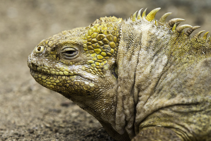 LandIguana_Wrinkles_1D X8313