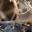 LavaLizard_1D X3975
