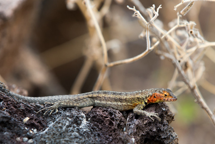 LavaLizard_1D X3975