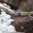 LavaLizard_1D X3978