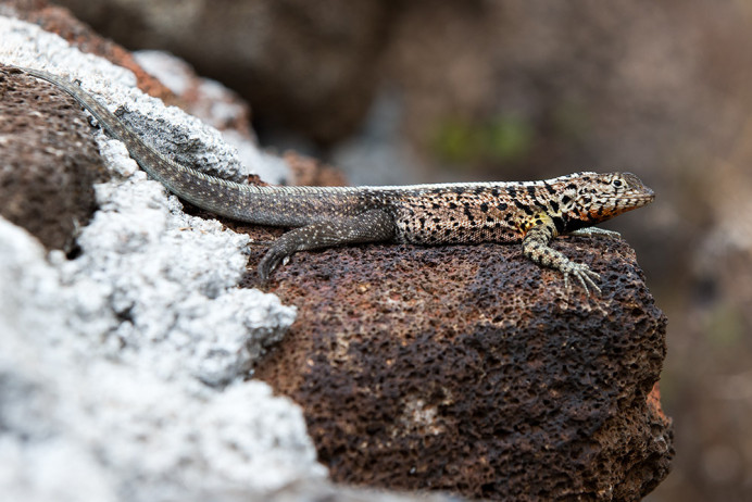 LavaLizard_1D X3978