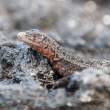 LavaLizard_PEspinoza_1D X6707