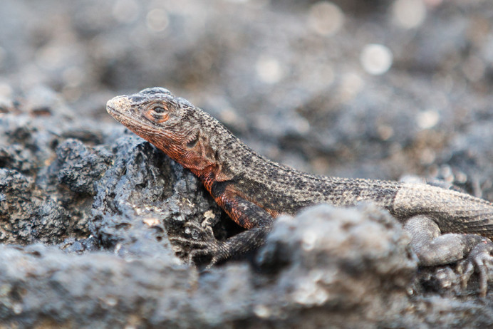 LavaLizard_PEspinoza_1D X6707