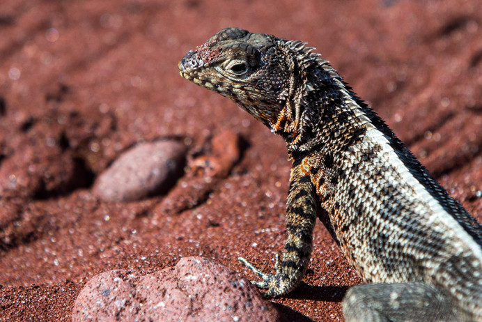 LavaLizard_Rabida_1D X8967