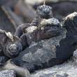 MarineIguanaGroup_1D X6594