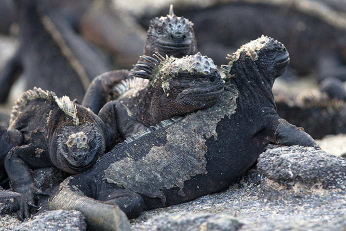 MarineIguanaGroup_1D X6594