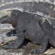 MarineIguanaPals_1D X7114