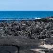 MarineIguanasResting_1D X7111