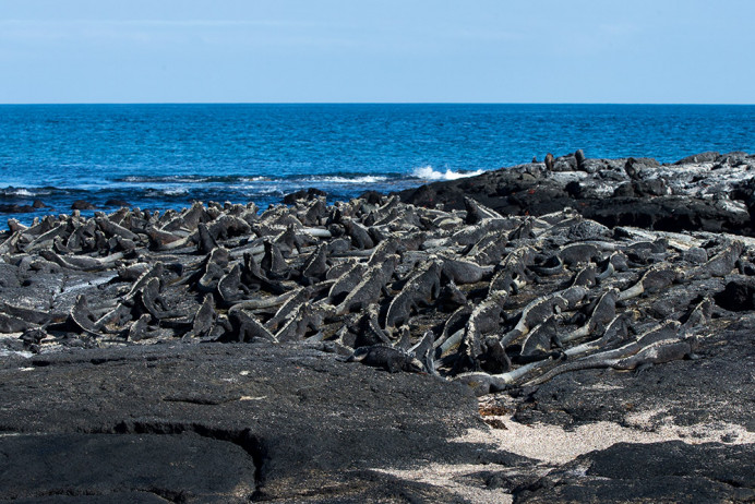 MarineIguanasResting_1D X7111
