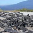 MarineIguanas_Fernandina_1D X7097