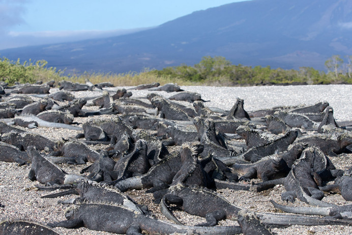 MarineIguanas_Fernandina_1D X7097